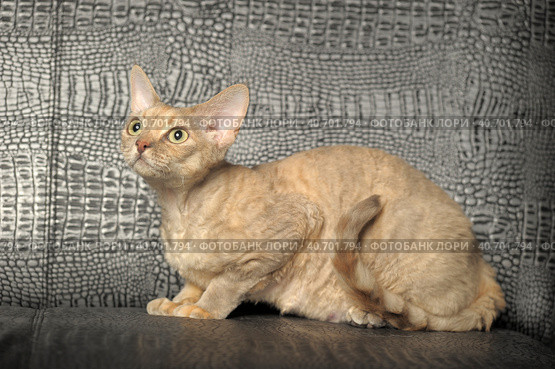 Devon Rex  Cat on grey background. Стоковое фото, фотограф Анна Кривицкая / Фотобанк Лори