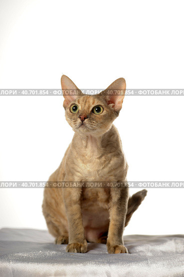 Devon Rex  Cat on white background. Стоковое фото, фотограф Анна Кривицкая / Фотобанк Лори