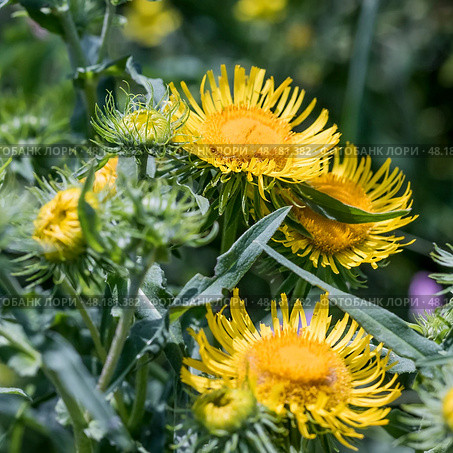 Девясил иволистный (Inula salicina).Растение в период цветения. Стоковое фото, фотограф Евгений Мухортов / Фотобанк Лори