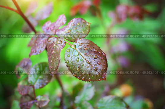 Dew of raindrops on leaf. Nature composition. Стоковое фото, агентство Ingram Publishing / Фотобанк Лори