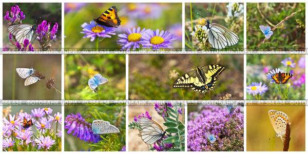 Different types of bright butterflies on wild flowers growing on Olkhon Island and on the shores of Lake Baikal. Bright summer natural background. Collage, banner. Стоковое фото, фотограф Виктория Катьянова / Фотобанк Лори