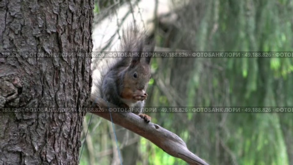 Дикая голодная белка пытается разгрызть орех. Подмосковье. Май. A wild hungry squirrel is trying to crack a nut. Moscow region. May. Стоковое видео, видеограф Горшков Александр / Фотобанк Лори