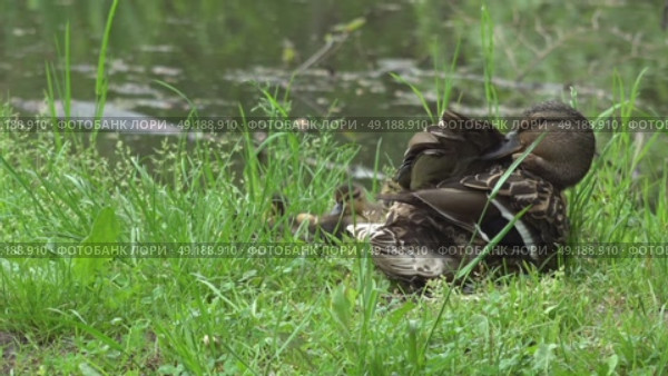 Дикая утка присматривает за утятами на берегу лесного болота. Май. A wild duck looks after ducklings on the shore of a forest swamp. May. Стоковое видео, видеограф Горшков Александр / Фотобанк Лори