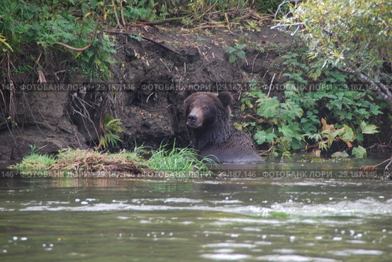 Дикий бурый медведь (Ursus arctos) в естественной среде обитания. Река Большая Камчатский край. Стоковое фото, фотограф syngach / Фотобанк Лори