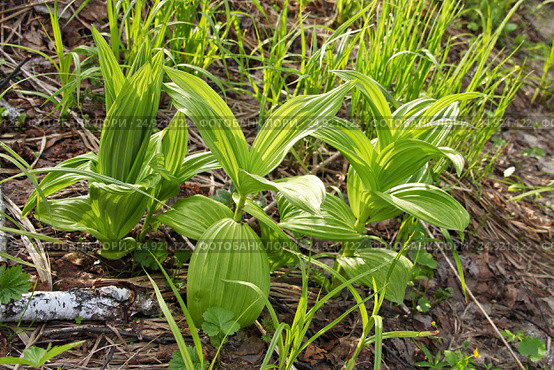 Дикорастущее растение Чемерица Лобеля (лат. Veratrum lobelianum). Дикорастущее  лекарственное, ядовитое, инсектицидное растение Сибири. Стоковое фото, фотограф Евгений Мухортов / Фотобанк Лори