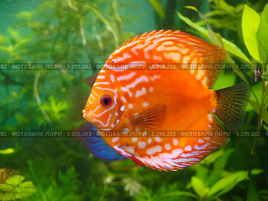 Дискус в аквариуме (Symphysodon discus) Стоковое фото, фотограф Алексей Кокоулин / Фотобанк Лори