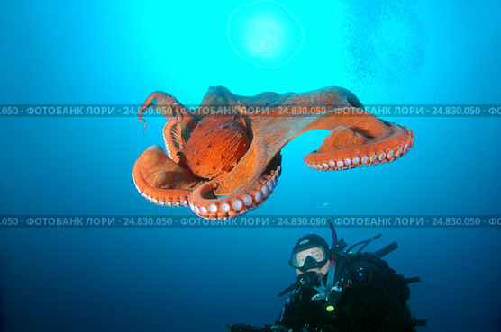 Diver and Giant Pacific octopus or North Pacific giant octopus, (Enteroctopus dofleini). Japan sea, Far East, Primorsky Krai, Russia (2012 год). Редакционное фото, фотограф Некрасов Андрей / Фотобанк Лори