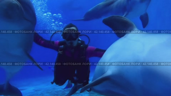 Diving with dolphins in the pool, girl diver communicates with dolphins underwater, strokes them. Стоковое видео, видеограф German Zvyagin / Фотобанк Лори