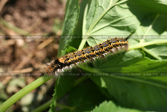 Длинная мохнатая гусеница (Euthrix potatoria, травяный коконопряд) Стоковое фото, фотограф Щеголева Ольга / Фотобанк Лори