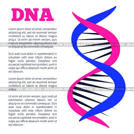 DNA deoxyribonucleic acid chain of nucleotides carrying genetic instructions used in growth development functioning and reproduction vector poster. DNA Deoxyribonucleic Acid Chain Nucleotides Poster. Стоковая иллюстрация, агентство Ingram Publishing / Фотобанк Лори