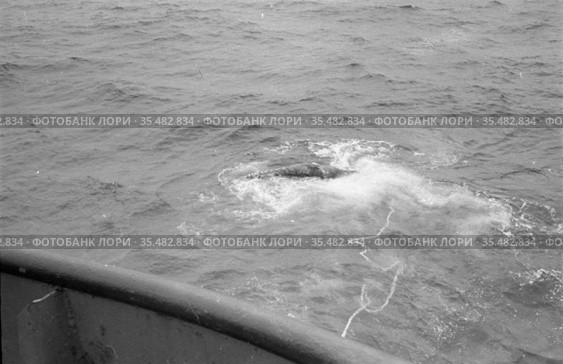 Добыча китов в Чукотском море, огромная рыба в воде с цепью от гарпунной пушки, вид с палубы китобойного судна, остров Ратманова, Чукотка, 1970 год. Стоковое фото, фотограф Варфоломей Тетерин / Фотобанк Лори