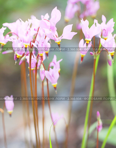 Додекатеон обыкновенный (Dodecatheon meadia) Стоковое фото, фотограф Наталия Шевченко / Фотобанк Лори