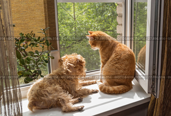Dog and the cat on the window. Стоковое фото, фотограф Okssi / Фотобанк Лори
