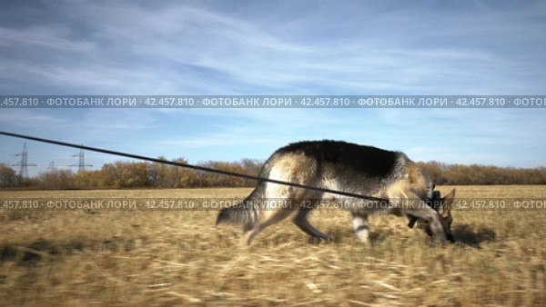 Dog follows on the trace in field. Стоковое видео, видеограф EStarodubov / Фотобанк Лори
