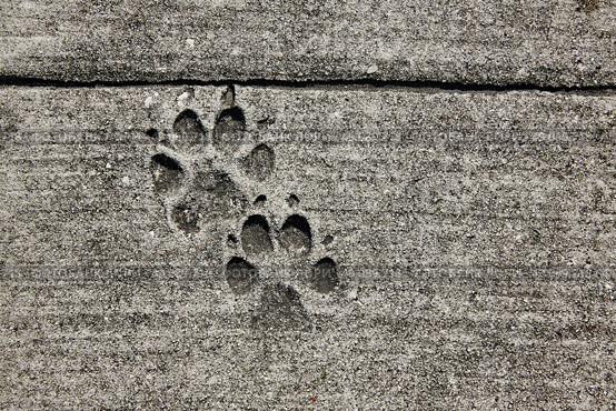 dog footprints printed in sidewalk concrete cement. Стоковое фото, агентство Ingram Publishing / Фотобанк Лори