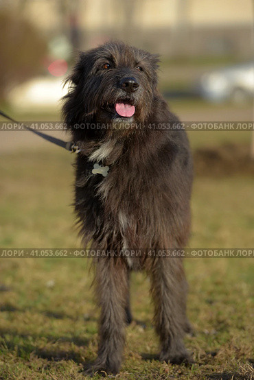 Dog mestizo terrier for a walk in the summer. Стоковое фото, фотограф Анна Кривицкая / Фотобанк Лори