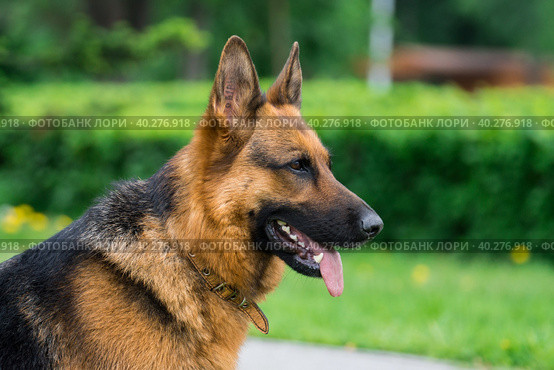 Dog on the grass. Стоковое фото, фотограф Корнеев Вячеслав / Фотобанк Лори