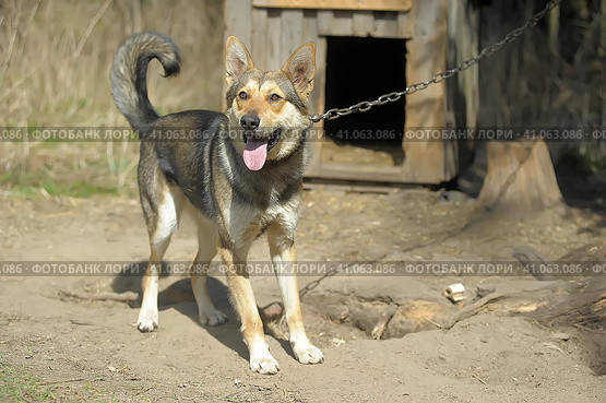 Dog pooch, half-breed shepherd dog on a chain. Стоковое фото, фотограф Анна Кривицкая / Фотобанк Лори