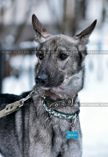 Dog pooch on a leash in winter. Стоковое фото, фотограф Анна Кривицкая / Фотобанк Лори