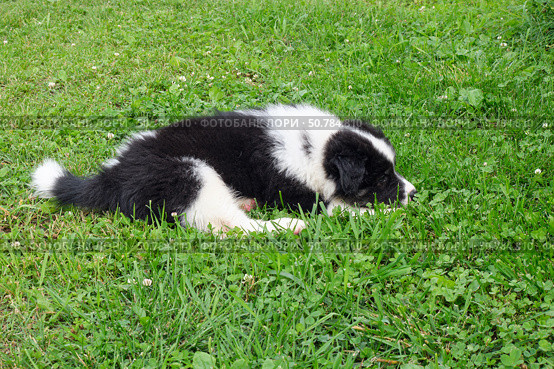 Dog puppy lying on the grass in the garden. A cross between a Bernese Mountain Dog and a Samoyed. Стоковое фото, фотограф Сергей Пристяжнюк (Serg Zastavkin) / Фотобанк Лори