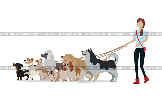 Dog Walking Banner. Woman Walk with Different Dogs. Dog walking banner. Woman walks with Golden Retriever, Jack Russell Terrier, Maremma Sheepdog, Cavalier King Charles Spaniel, Pekingese, Doberman Pinscher breeds. Dog pet shop banner poster. Vector. Стоковая иллюстрация, агентство Ingram Publishing / Фотобанк Лори