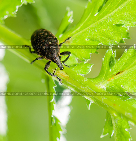 Долгоносик-слоник сосновый (Hylobius abietis) сидит на траве. Стоковое фото, фотограф Игорь Низов / Фотобанк Лори
