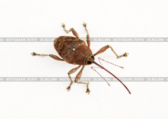 Долгоносик желудёвый (Curculio glandium) Стоковое фото, фотограф Dmitry29 / Фотобанк Лори