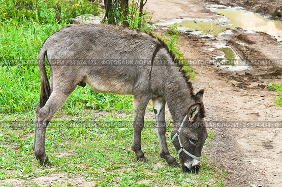 Домашний осёл (Equus asinus) пасётся близ дороги. Стоковое фото, фотограф Алёшина Оксана / Фотобанк Лори