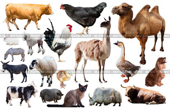 domestic animals collection. Стоковое фото, фотограф Яков Филимонов / Фотобанк Лори