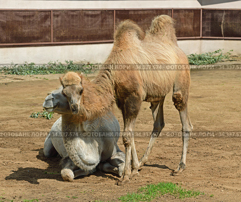Domestic bactrian camel (Camelus bactrianus). Baby camel snuggles up to his mother. Стоковое фото, фотограф Валерия Попова / Фотобанк Лори