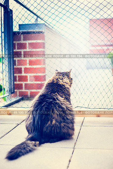 Domestic cat sits in front of net on balcony . Cat Netting. Outdoor cat enclosures. Стоковое фото, агентство Ingram Publishing / Фотобанк Лори