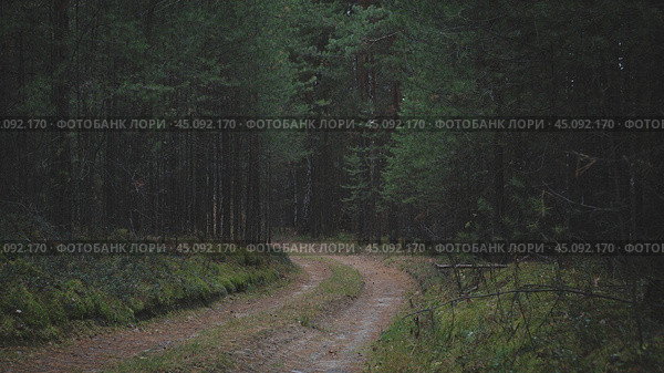 Дорога в темном лесу. Редакционное фото, фотограф Last Fast / Фотобанк Лори