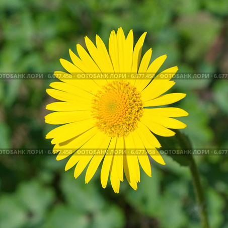 Дороникум (лат. Doronicum) крупным планом. Стоковое фото, фотограф Елена Коромыслова / Фотобанк Лори