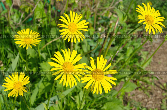 Дороникум (лат. Doronicum) цветет в саду. Стоковое фото, фотограф Елена Коромыслова / Фотобанк Лори