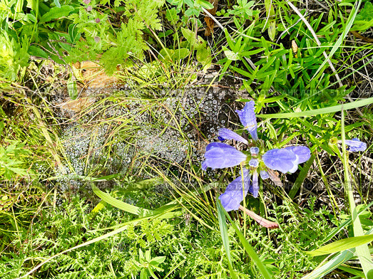 Dracocephalum charkeviczii Prob. (семейство Lamiaceae). Змееголовник Харкевича. Стоковое фото, фотограф Овчинникова Ирина / Фотобанк Лори