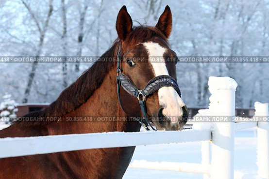 Dressage saddle horse in winter stud farm background. Спортивная верховая лошадь в паддоке на территории зимней фермы. Стоковое фото, фотограф Михаил Кондрашов / Фотобанк Лори