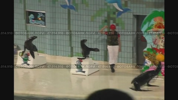 Дрессированные тюлени в Seoul Grand Park (2004 год). Редакционное видео, видеограф Михаил Масленников / Фотобанк Лори