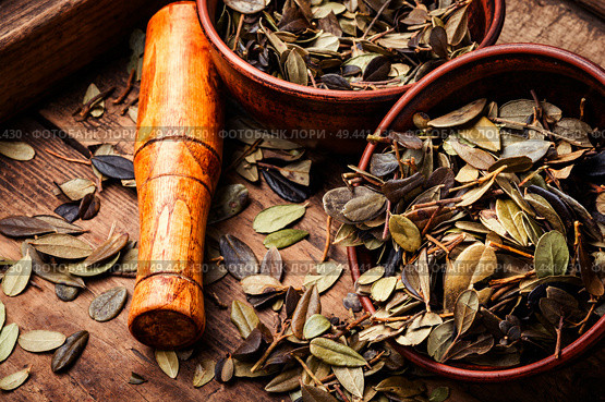 Dried forest lingonberry leaves.Phytotherapy medicinal herbs.Herbal medicine. Cowberry healing foliage. Стоковое фото, агентство Ingram Publishing / Фотобанк Лори