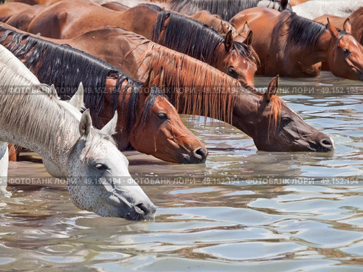 drinking arabian mares in the lake. sunny day. Стоковое фото, агентство Ingram Publishing / Фотобанк Лори