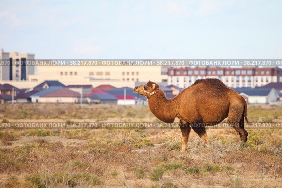 Dromedary camel (2022 год). Стоковое фото, фотограф Art Konovalov / Фотобанк Лори