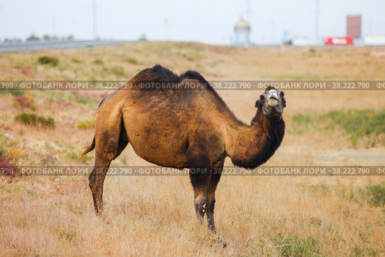 Dromedary camel. Стоковое фото, фотограф Art Konovalov / Фотобанк Лори