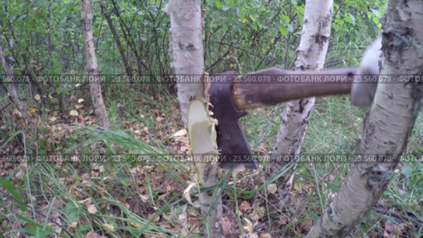 Дровосек рубит дерево. Стоковое видео, видеограф Илья Олехов / Фотобанк Лори