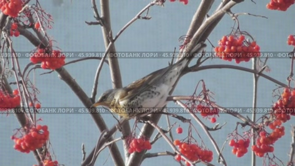 Дрозд-рябинник Turdus pilaris клюёт рябину. Стоковое видео, видеограф Александр Мамонтов / Фотобанк Лори