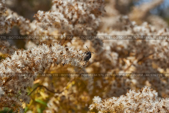 Dry plants in the garden. Canadian goldenrod (lat. Solidago canadensis) is a perennial herb; a species of the genus Goldenrod of the family Asteraceae, or Compositae (Asteraceae). Стоковое фото, фотограф Андрей Жигальцов / Фотобанк Лори