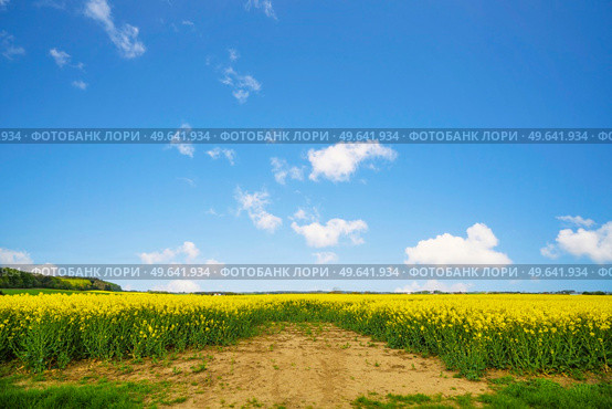 Dry soil at a canola field in a rural landscape on a summer day with blue sky. Стоковое фото, агентство Ingram Publishing / Фотобанк Лори