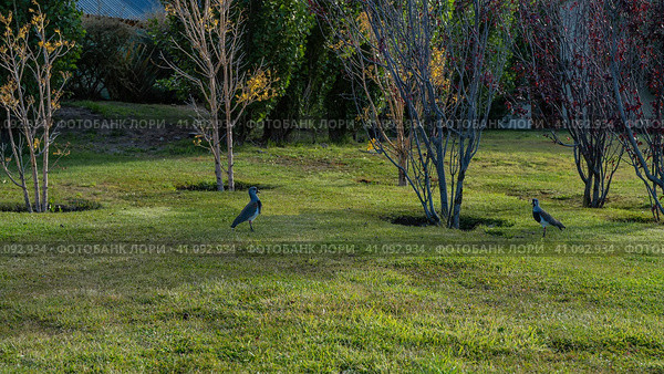ds Vanellus chilensis are walking on the green lawn. Bushes with red and yellow foliage grow around. Argentina. El Calafate. Стоковое фото, фотограф Вера Ивановна Кубарева / Фотобанк Лори