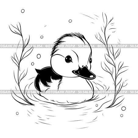Duckling in the water. Black and white vector illustration. Стоковая иллюстрация, агентство Ingram Publishing / Фотобанк Лори