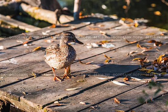 Ducks on the Trubezh river in Pereslavl-Zalessky early in the morning at dawn. Стоковое фото, фотограф Photojuli / Фотобанк Лори