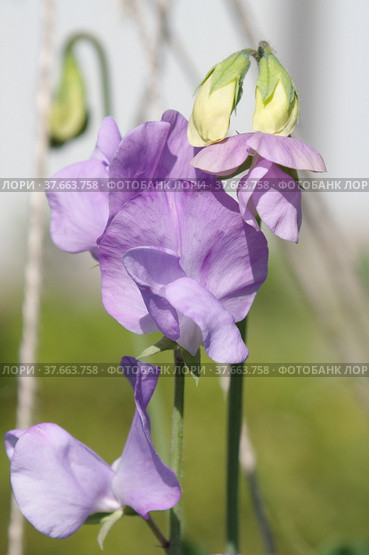 Душистый горошек или чина душистая (лат. Lathyrus odomtus) крупным планом. Стоковое фото, фотограф Елена Коромыслова / Фотобанк Лори