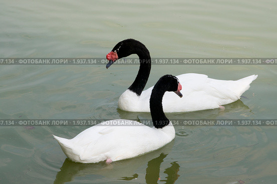 Два черношейных лебедя (Cygnus melanocoryphus) Стоковое фото, фотограф Александр Курлович / Фотобанк Лори